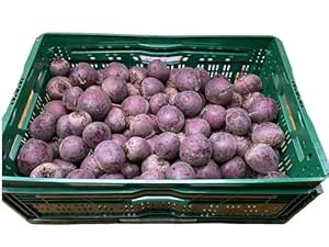BAMELO® Beetroot Fresh Beetroot Box 5 kg