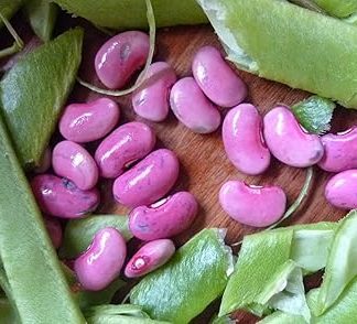 100 Pink Bean Seeds Ideal for Soups, Stews, Rice Dishes, Refried Bean and Chili